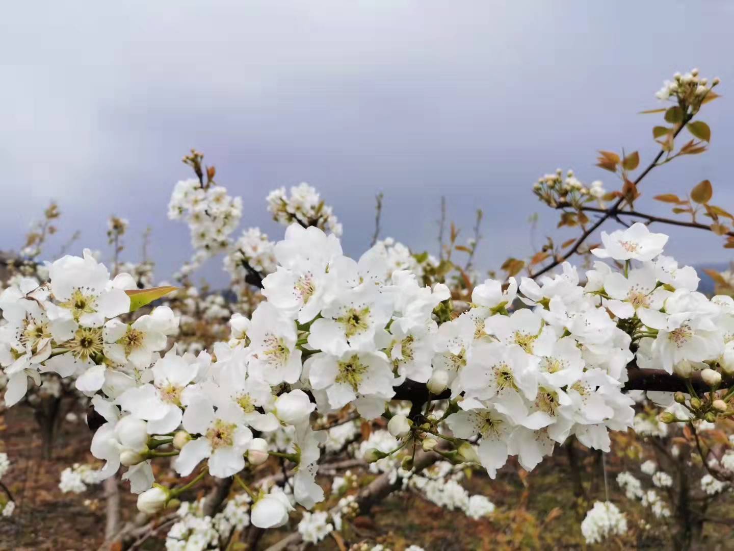 【流年·痕】梨花白，桃花紅（征文·散文）