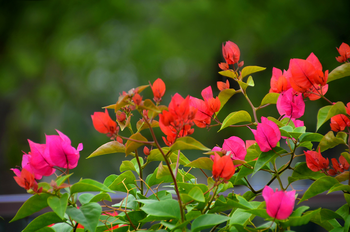 【寧靜·思】風如約，花自開（散文）