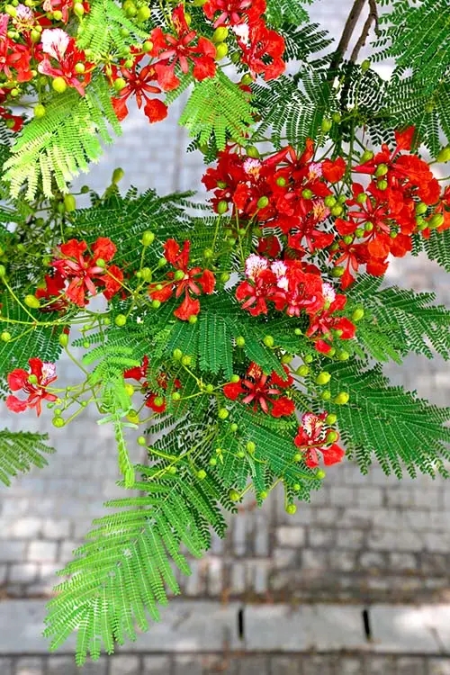 【鳳凰】鳳凰花開的鷺島，一個追花的女子（散文）