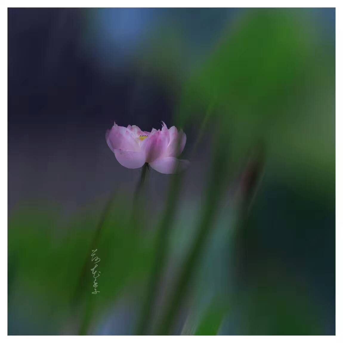 荷花季，下了一場雨