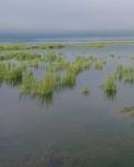 【暗香】美麗花湖（散文）