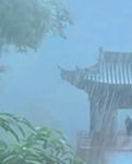 【菊韻】一半風雨半盞茶（散文）