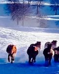 【綠野·雪】飄雪的空域迭換（外一首）