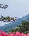 【曉荷·煙火】情系映山紅（散文）