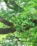 【江山·見(jiàn)證】【心靈】村口的那棵大槐樹(shù)（散文）