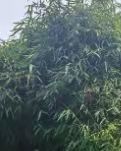 【綠野】小山叢竹，弘一法師的最后時光（散文）