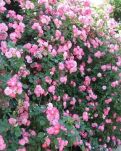 【萌芽】黃鼠狼給雞拜年（童話故事）