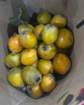 【曉荷】一串枇杷：雙向奔赴的快樂（散文）