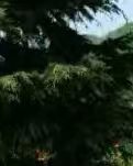 【綠野.夏】信之紀(隨筆)