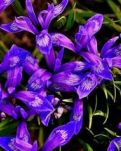【文璞】錯開在貝爾草原的馬蘭花（小說）