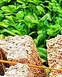 【江山·見(jiàn)證】【曉荷】爺爺?shù)牟菪ㄉ⑽模? class=