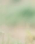 【江山·見證】【曉荷】那些說不出的話（散文）