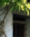 【江山·見證】【曉荷】奶奶的手（散文）
