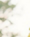 【江山·見證】【曉荷】跟植物學(xué)本事（散文）