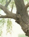 【江山·見證】【曉荷】柳樹下的香爐（散文）