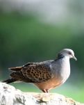 【江山·見證】【星月】“雎鳩”鳥為什么不是山斑鳩（散文）