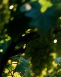 【江山·見證】【曉荷】搖著蒲扇數(shù)明日（散文）