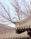 【江山·見(jiàn)證】【心靈】走進(jìn)沈陽(yáng)大帥府（散文）