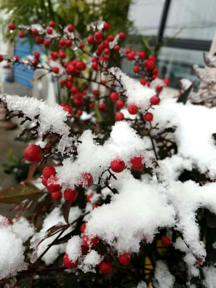 【丁香】紫藤花開（散文）