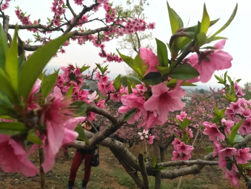 【風戀】桃花點點紅（散文）