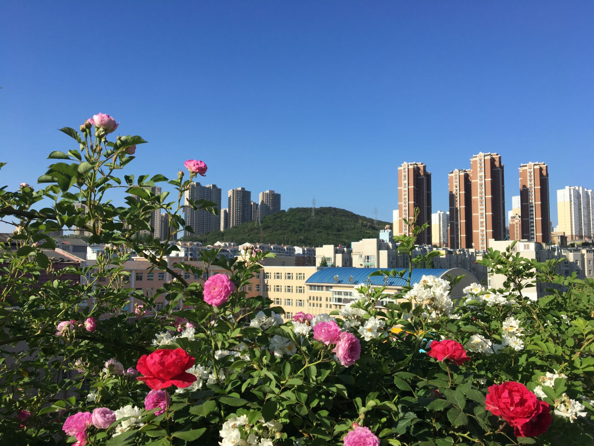 【曉荷.遇見】空中花園（散文）