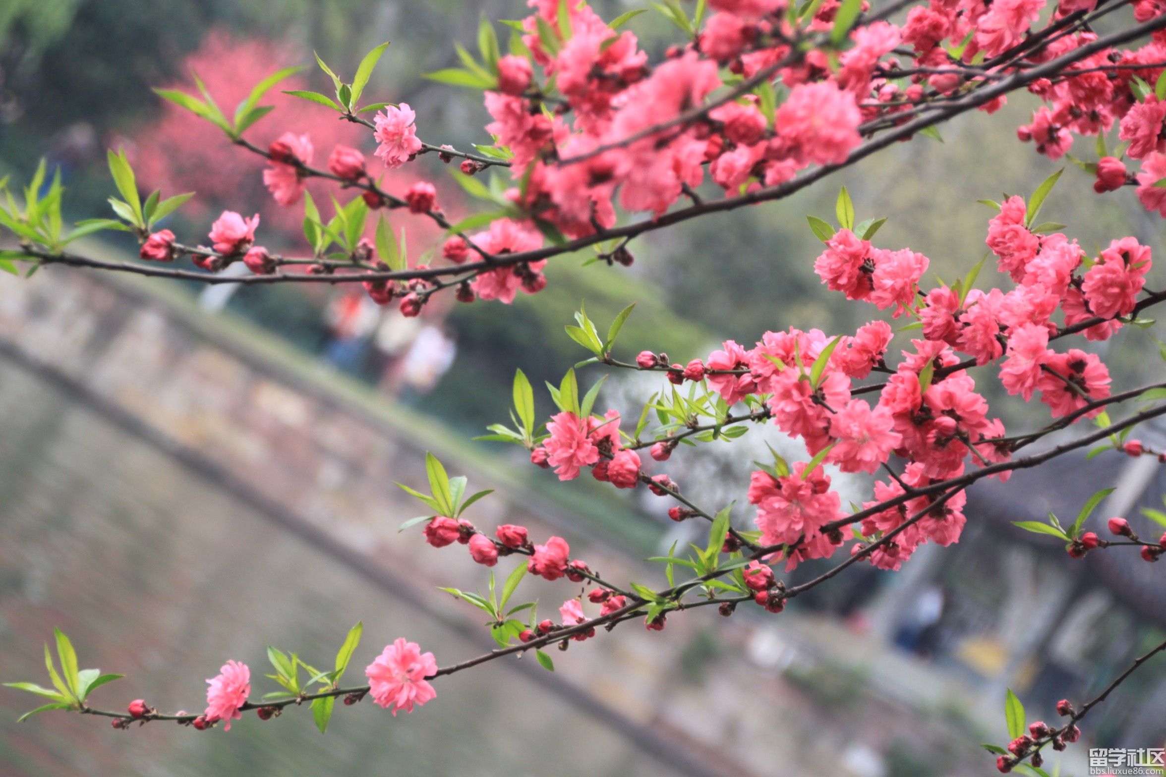 【丁香花開(kāi)】關(guān)于二月（外二首）