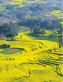 【江山·見證】【寧靜】油菜花海（散文）