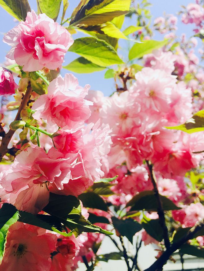 【流年·那年花開月正圓】春風染紅關山櫻（征文·小說）