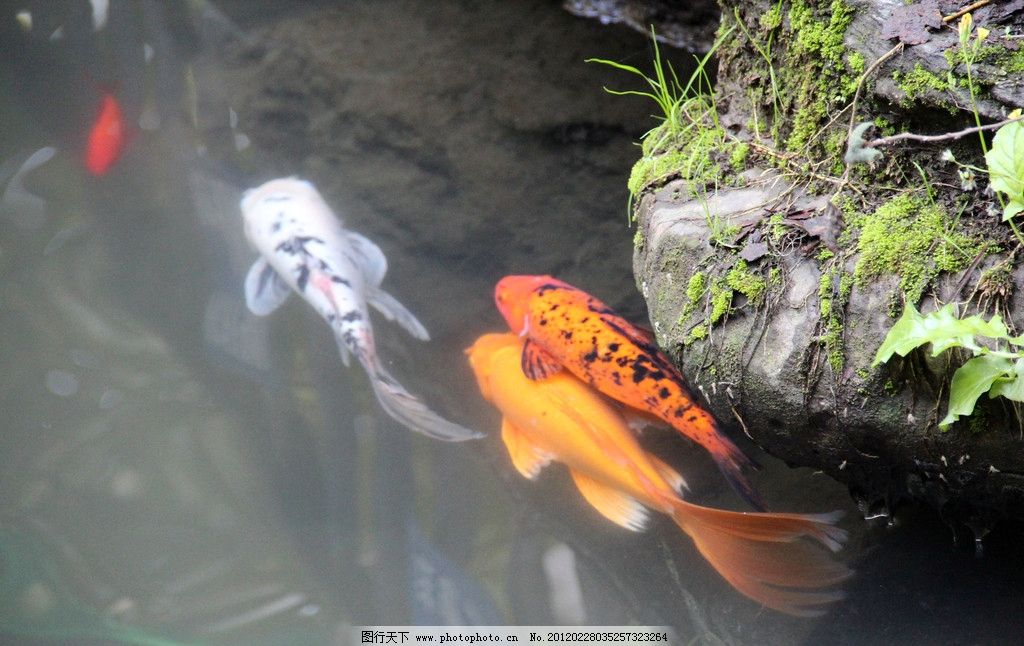 【春山】游魚(yú)（小說(shuō)）