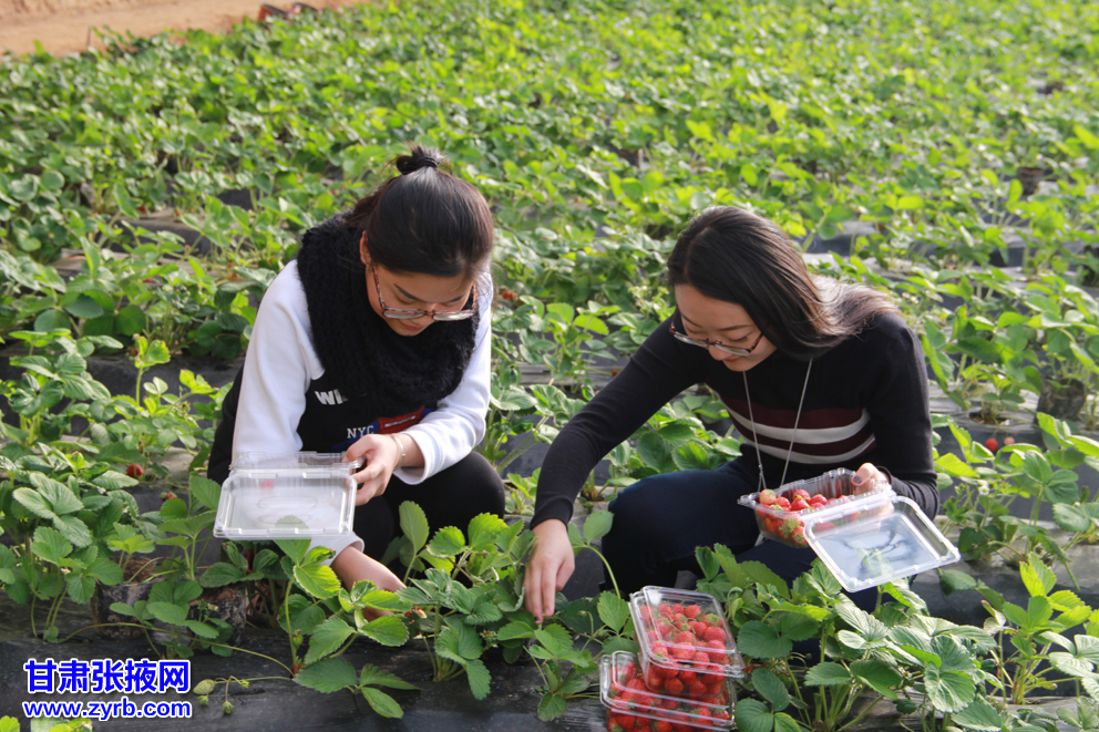 【吉祥】種植的樂趣（散文）