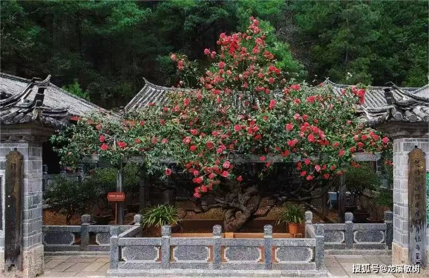 【江山·見證】【酒家】玉峰寺的花（散文）