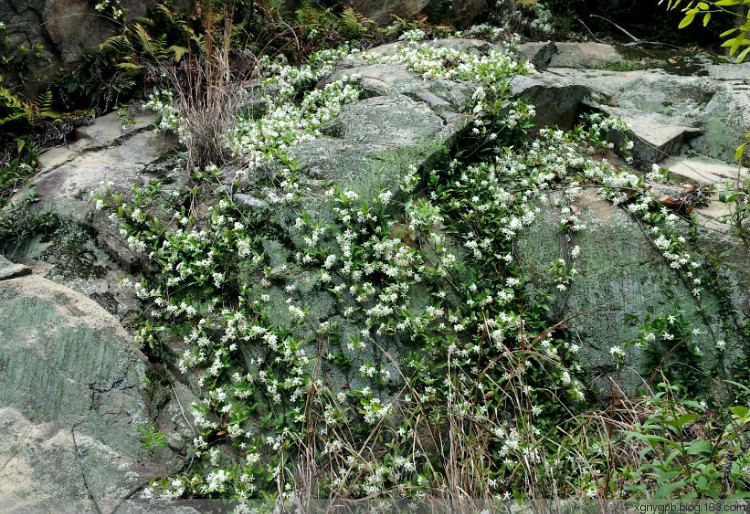 【荷塘“PK大獎賽”】朵朵苔花開（散文）