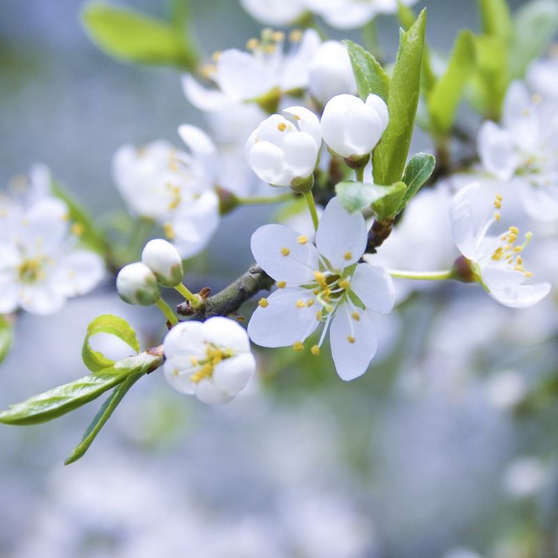 【風(fēng)戀】梨花又開(kāi)放（散文）