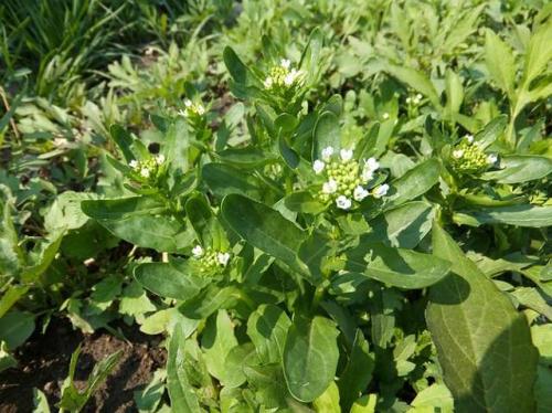 【鳳凰】野菜（散文）