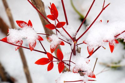 【八一】白雪紅葉（豫劇小戲）