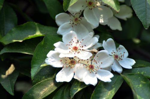 【電影文學劇本】荼蘼花開