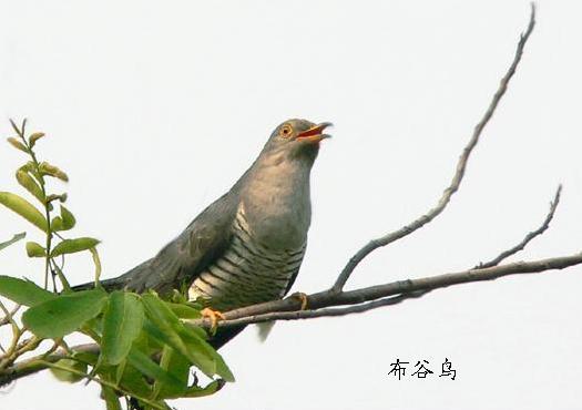 【荷塘“有獎金”征文】子規(guī)聲里雨如煙（散文）