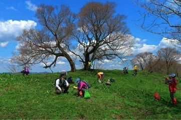 【星月】三月春雨足，呼兒競采擷（散文）