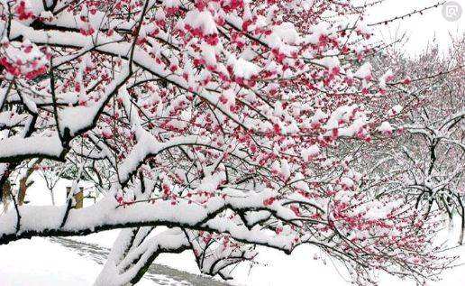 【鳳凰·舞】雪飏春聲，情到深處恨語淺（散文）