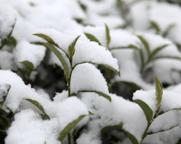 【流年·雪】與雪相約 （征文·散文）