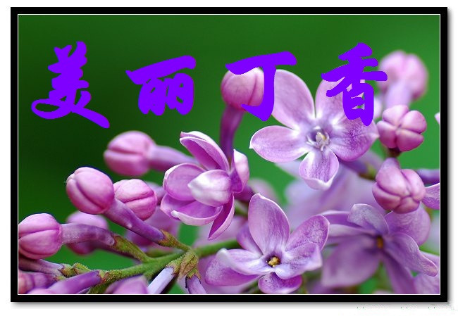 【丁香·那年丁香】今年今日，不變丁香情（詩(shī)歌）