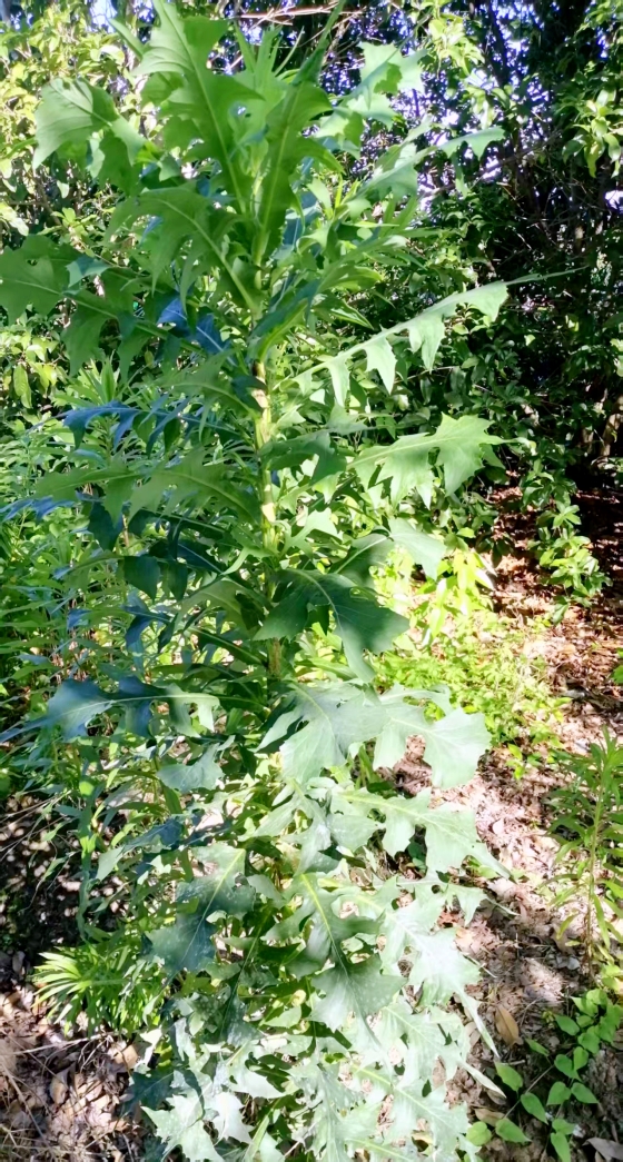 【天涯】偶見蒲公英大王（散文）