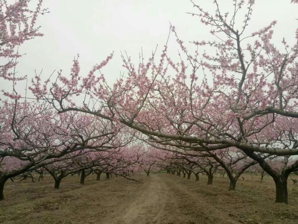 【曉荷·天地事】賞桃花（征文，散文）