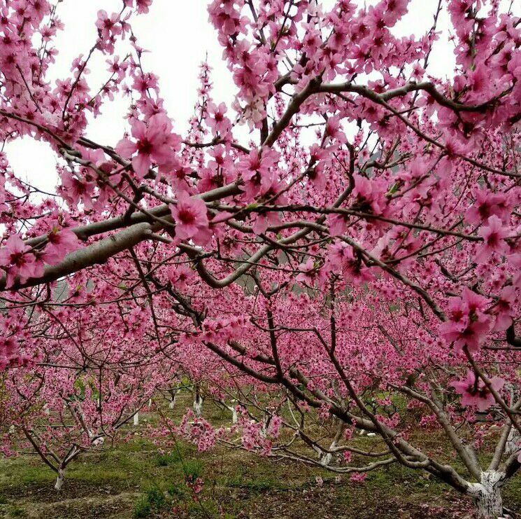 【丁香花開(kāi)】三月相約桃花（組詩(shī)）