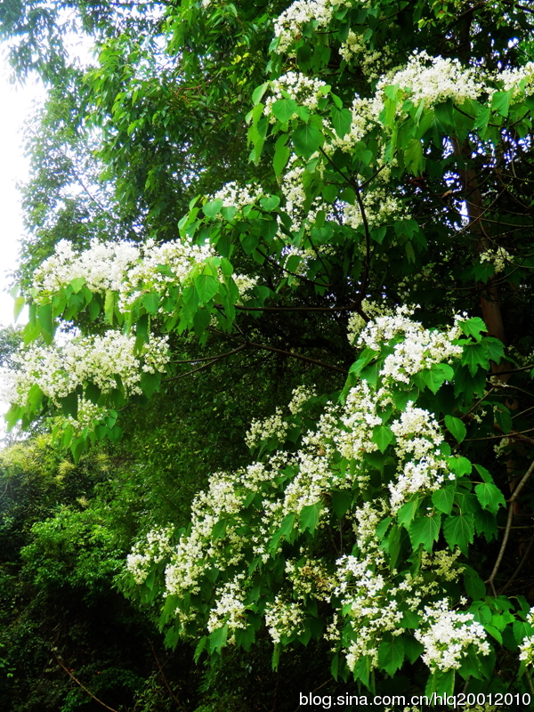 【鳳凰】梧桐花開(kāi)引鳳來(lái)（散文）