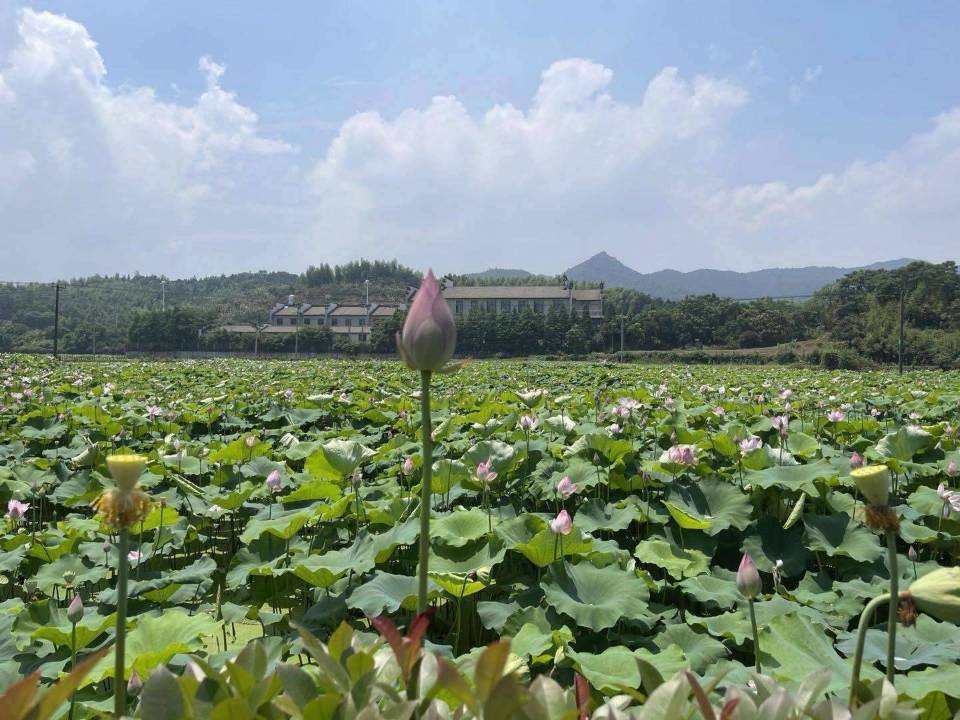 【八一】香隅“幸福園” （散文）