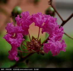 【丹楓】那年盛夏的雨季（詩(shī)組）