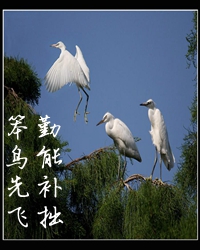 成功學之“笨鳥先飛”