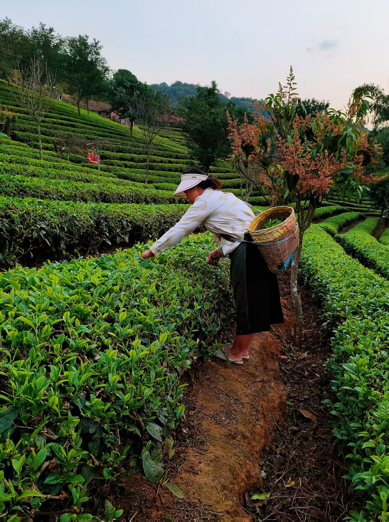 【江山·見證】【寧靜】普洱茶，普洱城（散文）