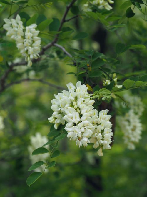 【江南詩(shī)意】洋槐花記（散文）